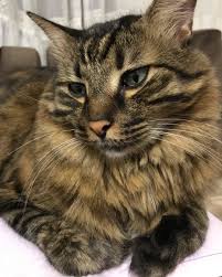 Pisi Pati Miyav Cats Of Instagram Cat Kedi Kediler Kediseverler Kedicik Kediaski Pets Cats Plush Pet Bed