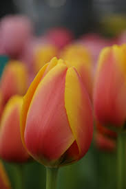Tulip World Peace Dutch Garden World Tulip Flower Pictures Spring Flowering Bulbs Tulips Garden