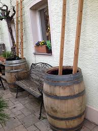 Weinrebe Im Kubel Weinfass Garten Weinreben Pflanzen Kubelpflanzen