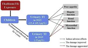Thallium Exposure At Low Concentration Leads To Early Damage On Multiple Organs In Children A Case Study Followed Up For Four Years Sciencedirect