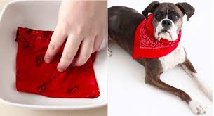 Fabriquez Un Adorable Bandana Pour Tenir Les Puces Eloignees De Votre Chien Astuces De Grand Mere Chien Puces Chien Bandana Chien