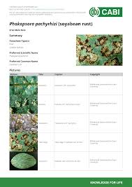 Image result for Teramnus micans