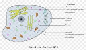 Animal plant cells gcse science biology get to know. Cell Information Animal Biology Png Image Animal Cell Diagram Labeled Gcse Transparent Png 1280x688 2694733 Pngfind