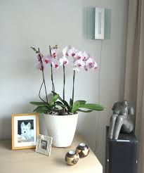 afgelopen maandag weer zo n prachtige orchidee bij intratuin gekocht daar kan ik zo van genieten orchidee natuurlijke materialen