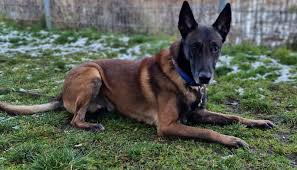 Französische Hunde in Not