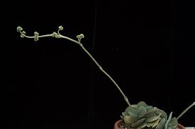 Image result for Crotalaria anthyllopsis