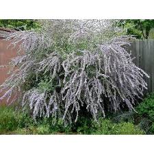 Image result for Komule střídavolisté