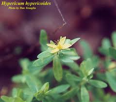 Image result for Triaspis hypericoides