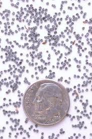 Image result for Ormocarpum zambesianum