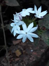 Image result for Jasminum multiflorum