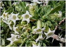 Image result for Lycium villosum