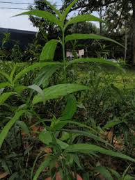 Pokok belalai gajah ~boleh direbus dengan air panas dan biarkan sebati sehingga menjadi suam baru. Daun Belalai Gajah Bizzon92u