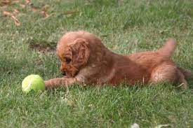 A Retriever S First Love His Tennis Ball Golden Retriever Golden Retriever Kennel Retriever