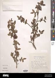 Image result for Ochna atropurpurea