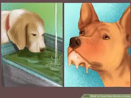 Treat Heat Stroke In Dogs Heat Stroke In Dogs Dog Emergency Dog In Heat
