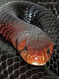 Today Is World Snake Day Say Hello To The Beautiful Eastern Indigo Snakeconservation Org Pet Snake Beautiful Snakes Cute Snake