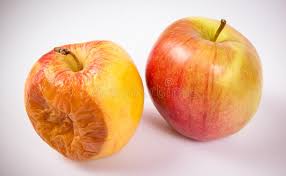 Use one app store badge per layout or video. 5 242 Rotten Apple Photos Free Royalty Free Stock Photos From Dreamstime