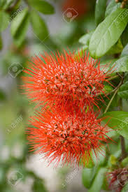 Image result for Combretum erythrophyllum