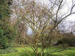 Image result for Zanthoxylum lindense
