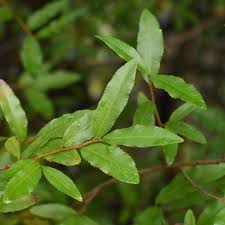 Image result for Ochna cyanophylla