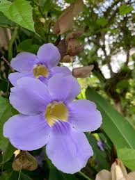 Image result for Lobelia livingstoniana