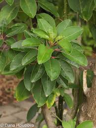 Image result for Phytolacca dioica