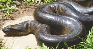 Pada tahun 2014 ditemukan ular anakonda hijau. 8 Fakta Menarik Tentang Ular Terbesar Di Dunia Anaconda Hijau