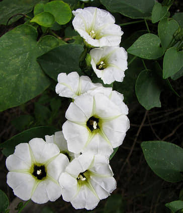 OLOLIUQUI Turbina corymbosa, es una planta originaria de Latinoamérica, desde el Norte de México al Sur de Perú, y también en otras zonas. Sus semillas dan origen a una planta trepadora con