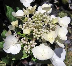 Image result for Motandra paniculata