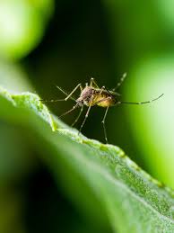 It sticks to fingers, utensils, and breath, and it's that quality—the potency of the oily, smelly allicin compound created when cloves of garlic are broken down—that makes it a potential mosquito repellent. Best Natural Mosquito Repellents Non Toxic Mosquito Repellents