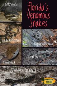 You're more likely to see pygmy rattlesnakes. How To Identify Venomous Snakes In Florida Florida Hikes
