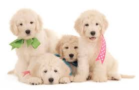Browse thru thousands goldendoodle dogs for adoption near in usa area listings on puppyfinder.com to find your perfect match. Small English Goldendoodles For Sale Mini Goldendoodle