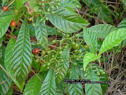 Image result for Psychotria moninensis