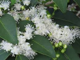 Image result for Eugenia capensis