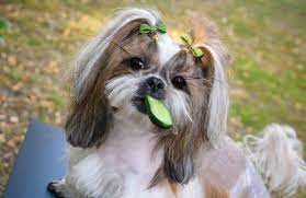 For the most part, it is completely safe to feed cucumbers to your dog. Can Dogs Eat Cucumbers Bechewy
