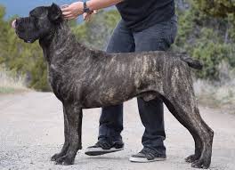 It is used for personal protection, tracking, law enforcement, as a guard dog, and as a companion dog. Average Cost Of Cane Corso Puppy