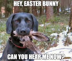 Easter Meme Funny Easter Quotes Event Of The Christian Community