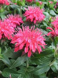 Image result for Monarda didyma