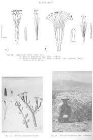 Image result for Lopholaena dolichopappa