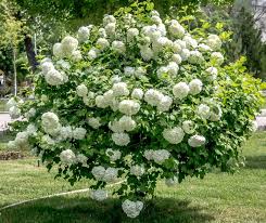 Plants are usually grown in a garden for their ornamental value or for the edible fruits, vegetables, and herbs they produce. 15 Garden Plants That Require Little Effort But Give High Reward