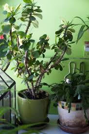 However, if you move them outside during the summer, you'll have the most success in a partially shaded location. Crown Of Thorns Euphorbia Milii And Christmas Cactus Schlumbergera Bridgesii Are Two Popular Winter Bloomers Christmas Cactus Euphorbia Growing Herbs