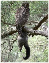 The barred owl (strix varia), also known as the northern barred owl, striped owl or, more informally, hoot owl, is a north american large species of owl. Can Barred Owls Eat Cats