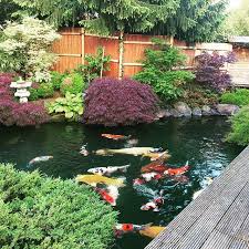 Pin On Koi Pond