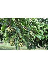 Image result for Actinidia