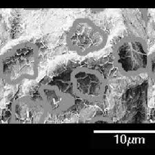 Image result for Blotiella bouxiniana