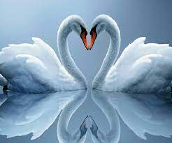 Swans Swan Love Swan Wallpaper Animals Beautiful