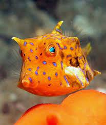 Cute Little Cow Fish Beautiful Sea Creatures Marine Fish Ocean Creatures