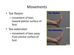 Extend hand (wrist) unen吖 extend forearm flex thigh flex leg extend thigh planter flex foot flex arm and forearm flex thigh and extend leg iii. Chapter 10 The Ankle And Foot Joints Ppt Series 10a Ppt Download