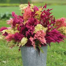 Pampas Plume Celosia Seed Johnny S Selected Seeds Easy Plants Celosia Flower Planting Flowers
