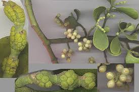 Image result for Viscaceae